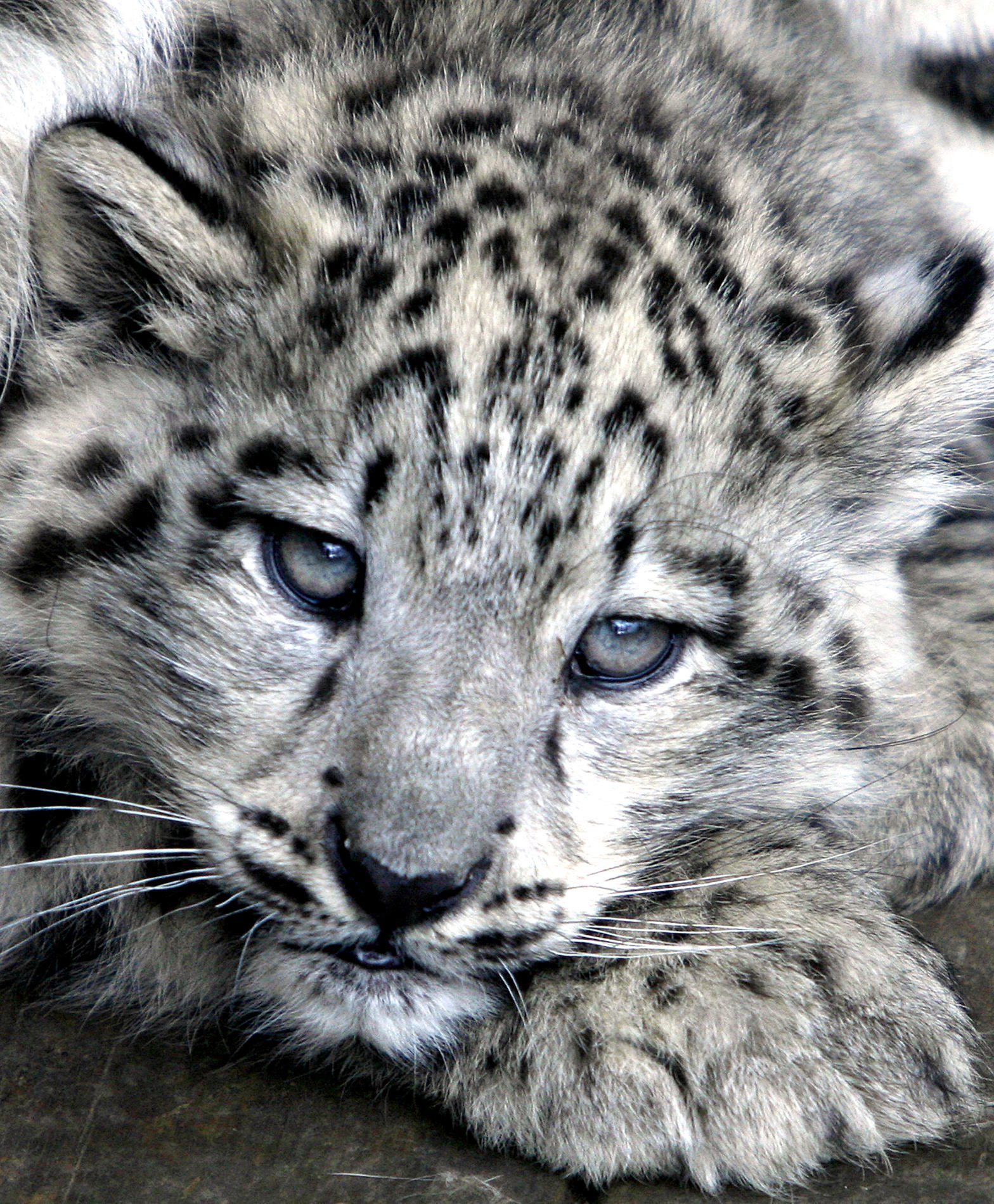 Biodiversidad ética y estética