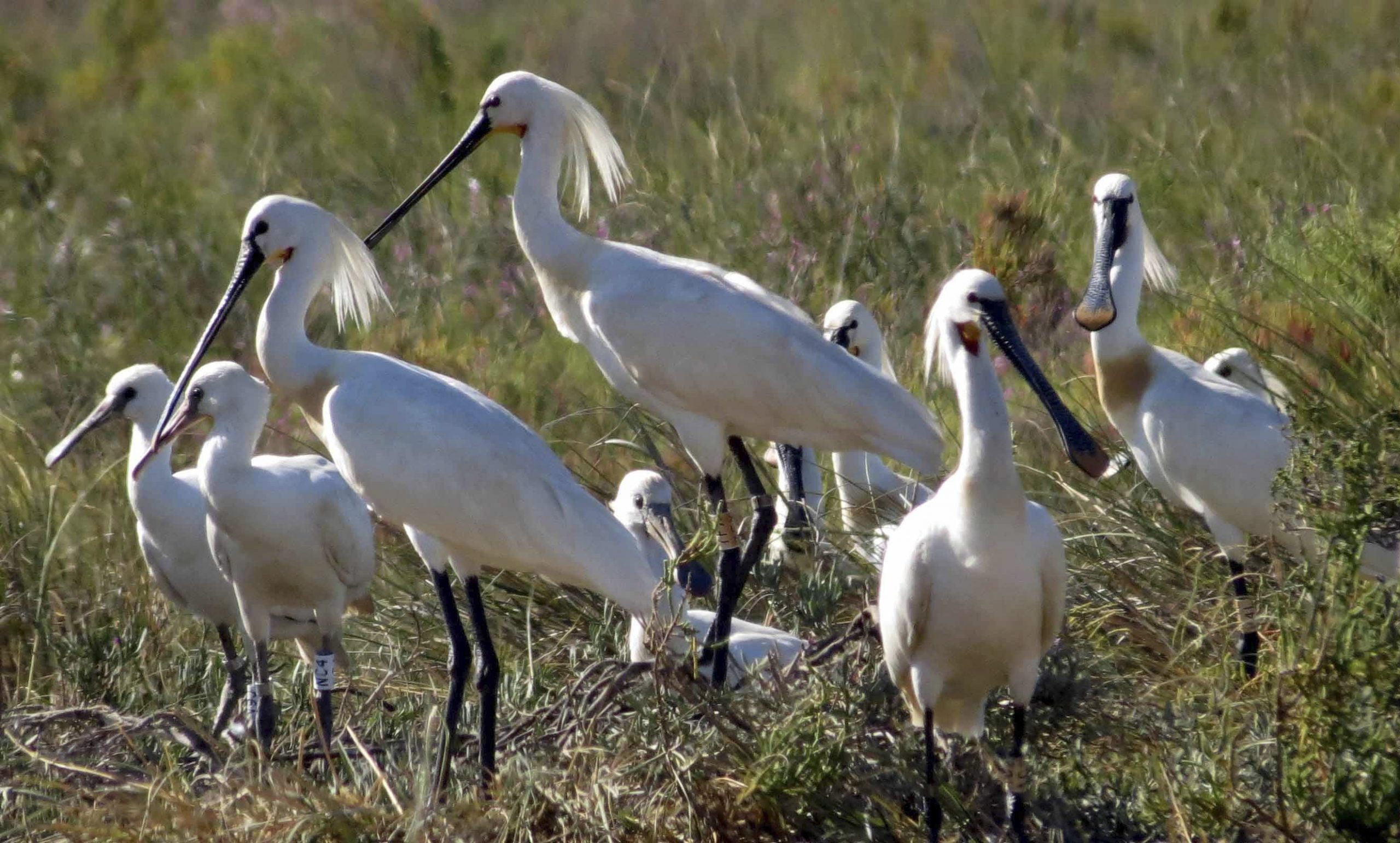 Ejemplares de espátula común en Doñana.