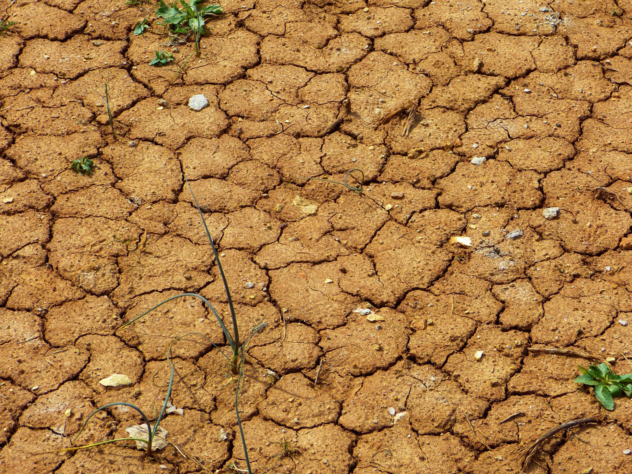 Sequía. Fotografía de A. Larena para EFEverde