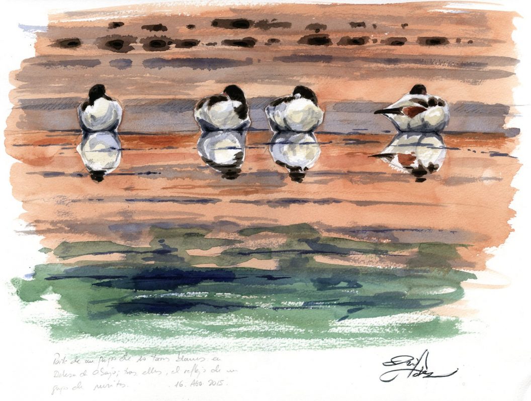 Tarros blancos, del Parque de Doañana. Ilustración de Francisco Hernández