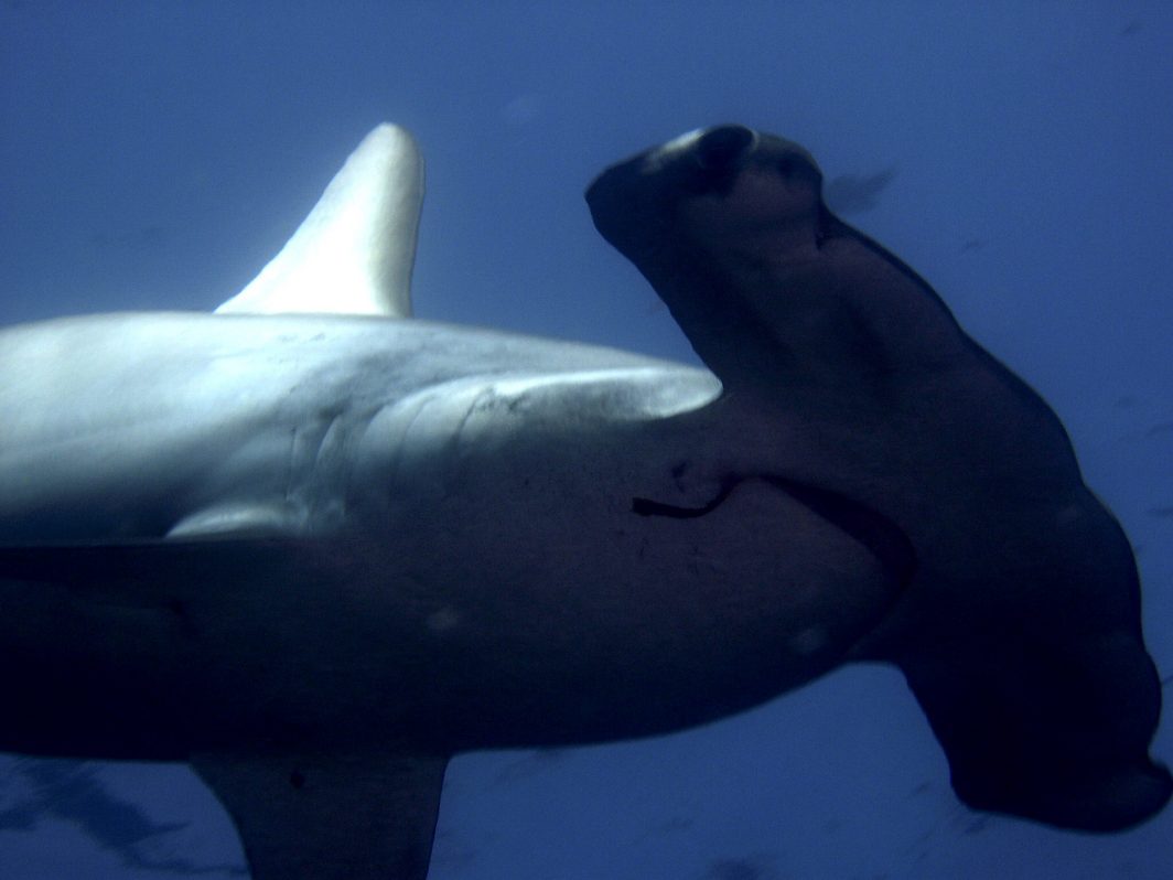 TIBURÓN MARTILLO