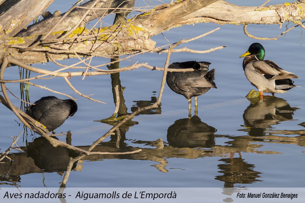 emporda