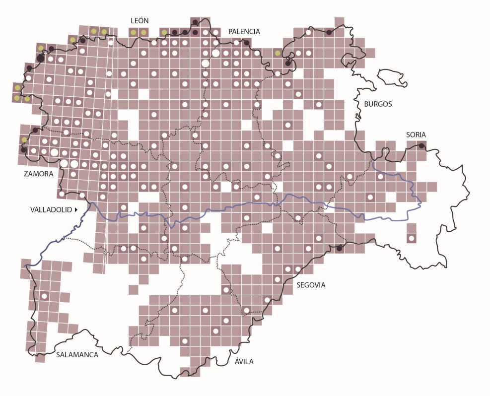 Censo Regional 2012-2013: Pie Distribución del lobo en 2012-2013 en 812 de las 1099 cuadrículas UTM de 10x10 km en las que se involucra el territorio administrativo de Castilla y León. Ubicación de las 191 determinadas por el censo nacional 2012-2014 en este ámbito (puntos gruesos: dos manadas). Blanco: manadas exclusivas. Negro: manadas compartidas (detectadas tanto por el censo de Castilla y León como desde comunidades limítrofes). Verde: manadas localizadas por otros censos.