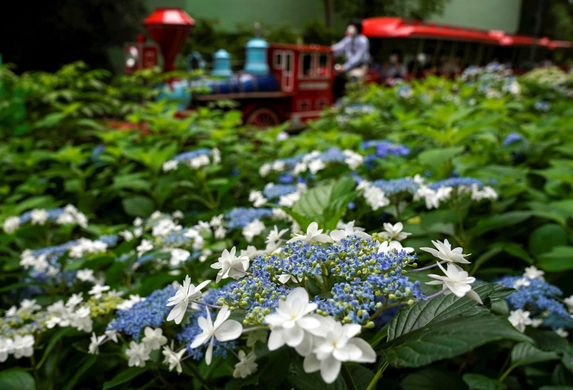 Se reabre el parque Toshimaen en Tokio con 150 variedades de hortensias -  EFEverde