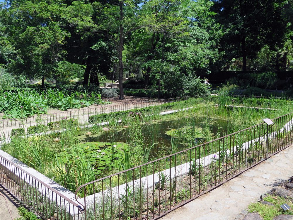 Imagen del nuevo estanque del Real Jardín Botánico. Foto CSIC