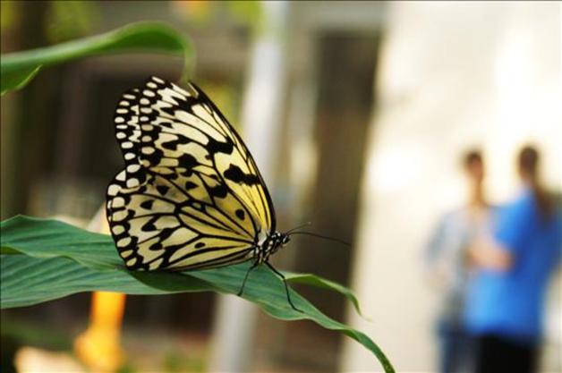 Imagen de una mariposa de color negro y amarillo pálido posada sobre una hoja. EFE