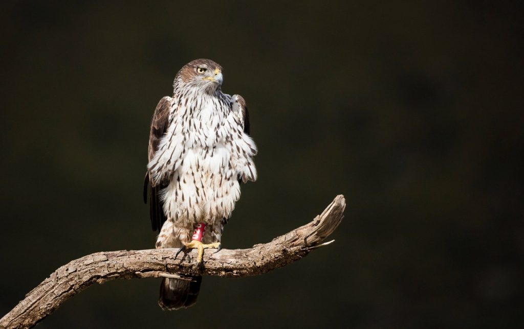 águila de Bonelli