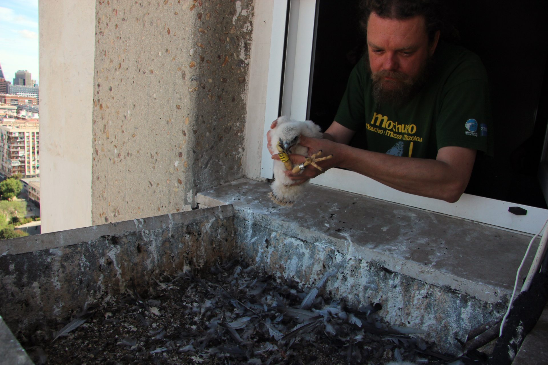 Un voluntario de SEO/BirdLife coge uno de los pollos de halcón para su marcaje y control veterinario. FOTO: Pedro Cáceres (SEO/BirdLife)