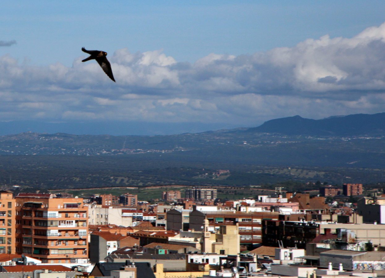 La hembra de halcón peregrino sobrevolando su nido en un edificio del centro de Madrid. FOTO: Pedro Cáceres (SEO/BirdLife)