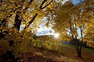 ZÚRICH (ALEMANIA).- Los rayos del sol se filtran entre los árboles en un parque lleno de hojas caídas en una tarde otoñal en Zúrich, Alemania. (Foto de archivo).EFE/Alessandro Della Bella