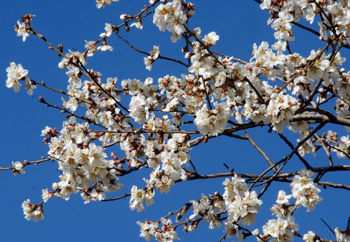 Almendros