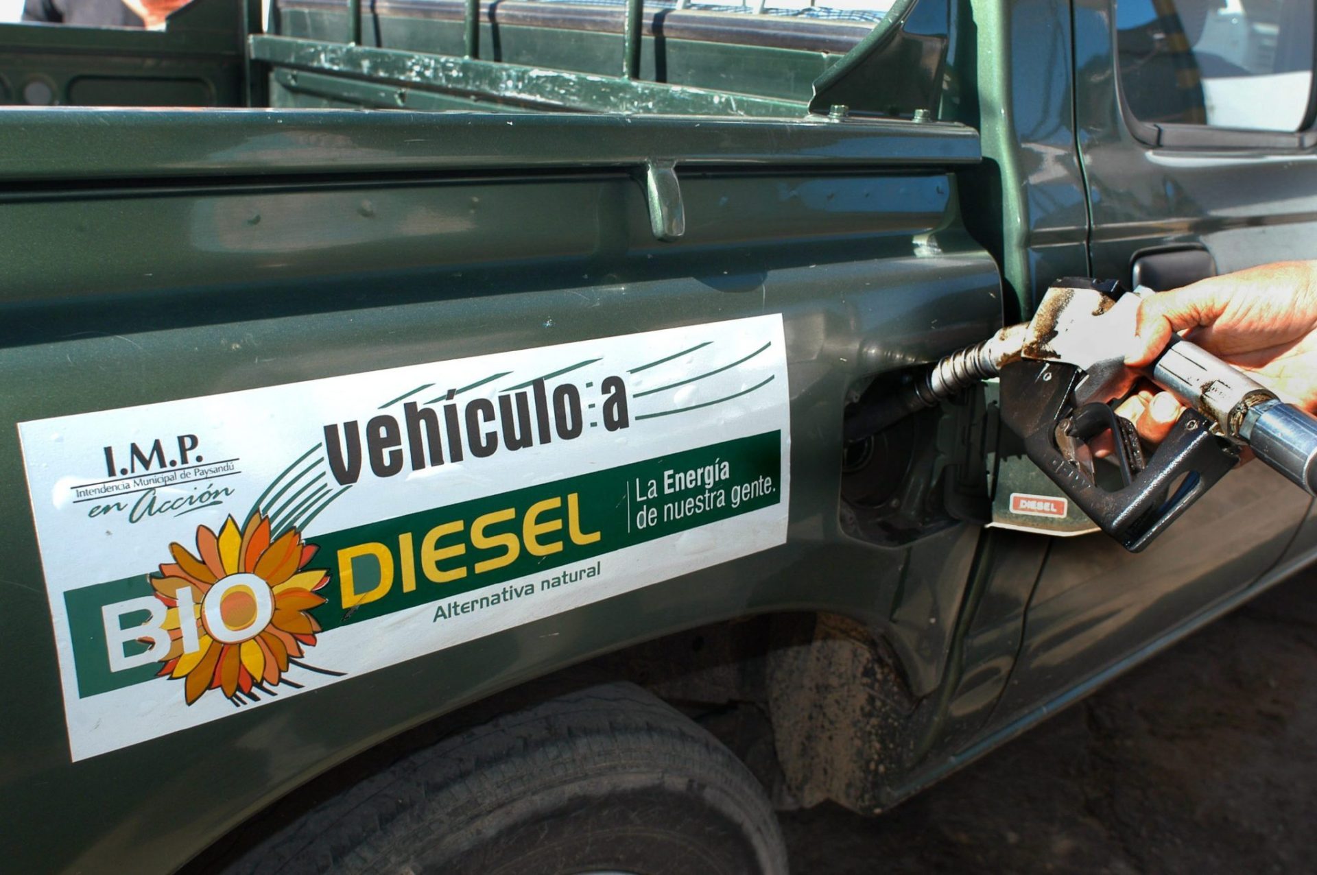 biodiesel usando pipas de girasol. EFE/Iván Franco