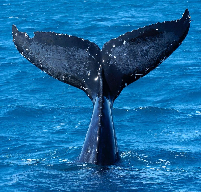 Australia ballena