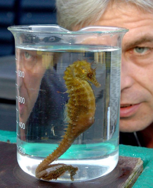 Caballito de mar Alemania