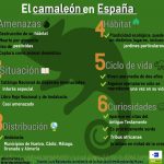 El camaleón en España @deunvistazo. Infografías de EFEverde