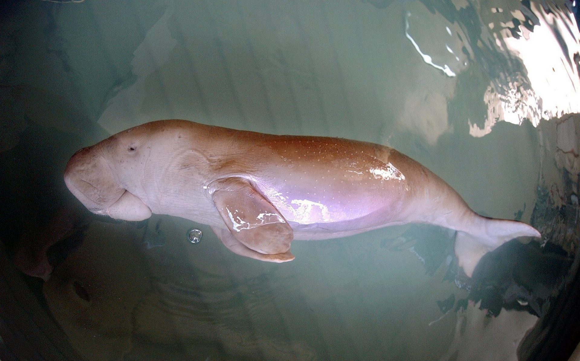 Una cría de dugongo EPA/DAVE HUNT 