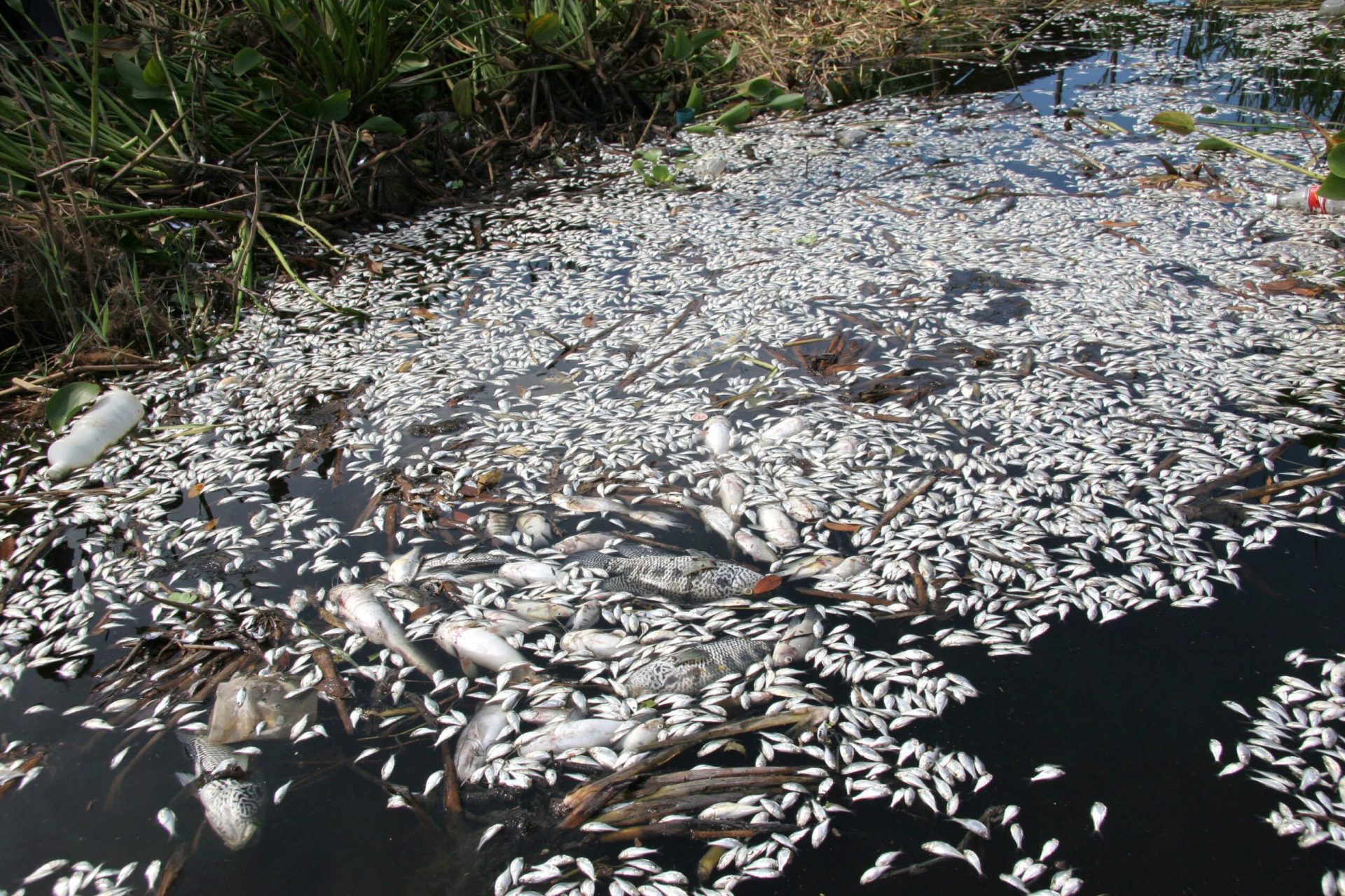 Cientos de peces muertos en el río de la Ranchería, provocado por un fenómeno conocido como "Barbasco", que deja sin oxigeno el agua, provocado por la mezcla del agua limpia con la contaminada.  EFE/Jaime Avalos