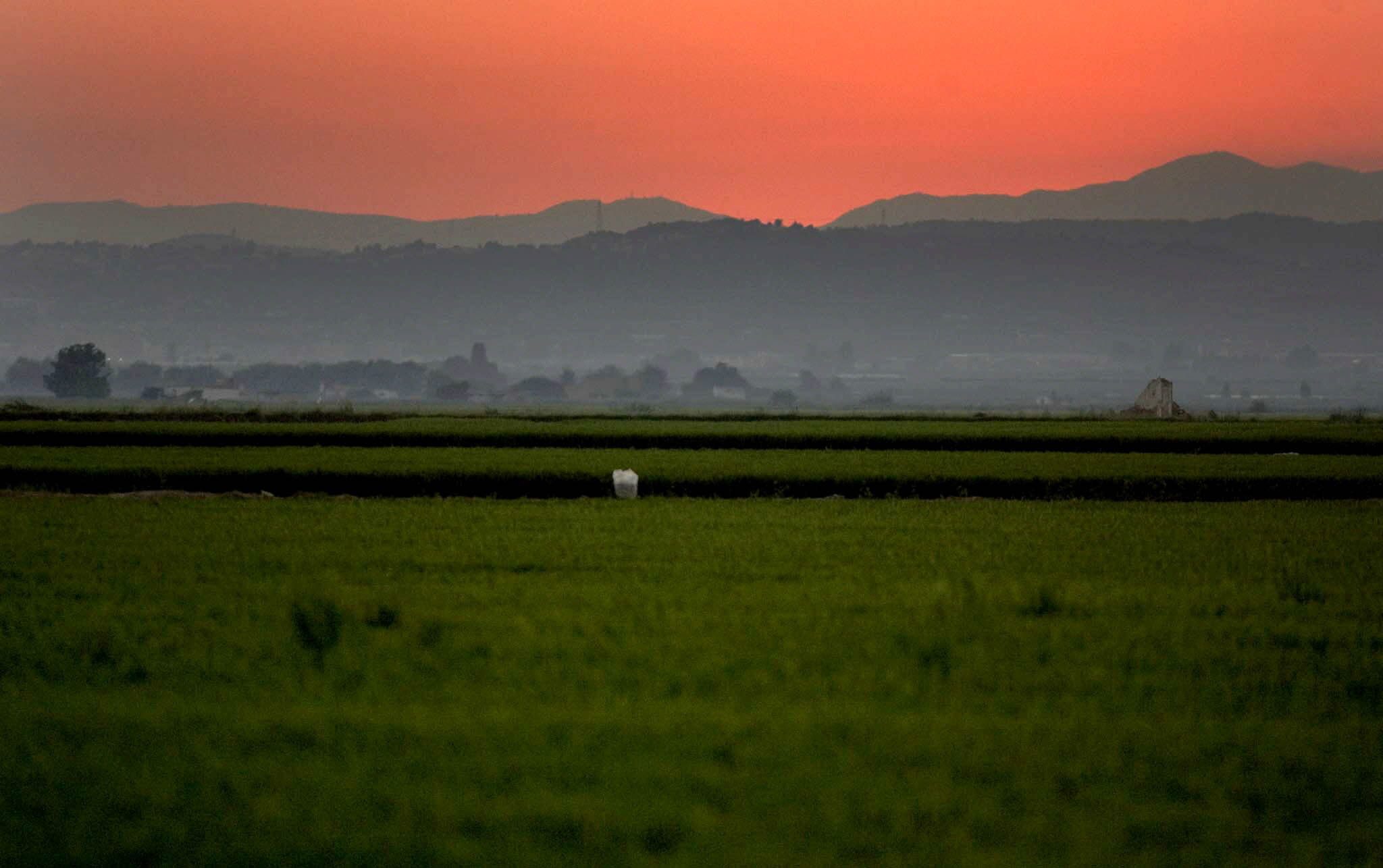 El cielo teñido de rojo por la puesta de sol veraniega contrasta con el intenso verde de los campos de arroz de Sueca que bordean el parque natural de LA Albufera. EFE/Kai Försterling.