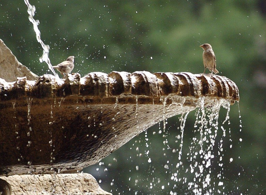 Fotografía de archivo de gorriones refrescándose en Madrid. EFE/SERGIO BARRENECHEA