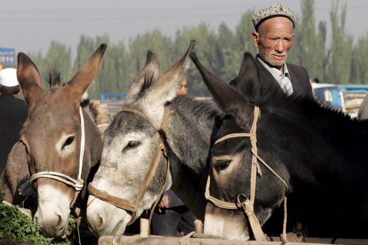 CHINA-minorías burros