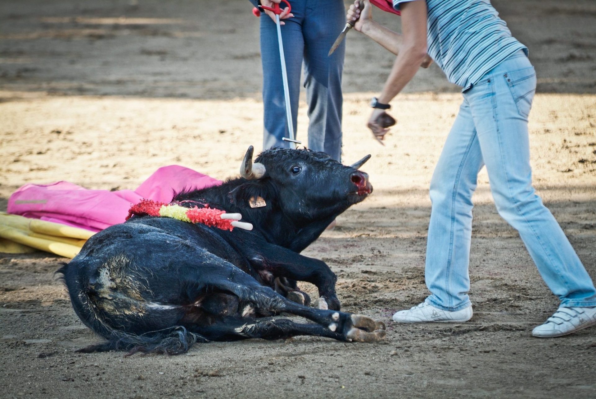 Imagen de un festejo taurino. FOTO: IGUALDAD ANIMAL