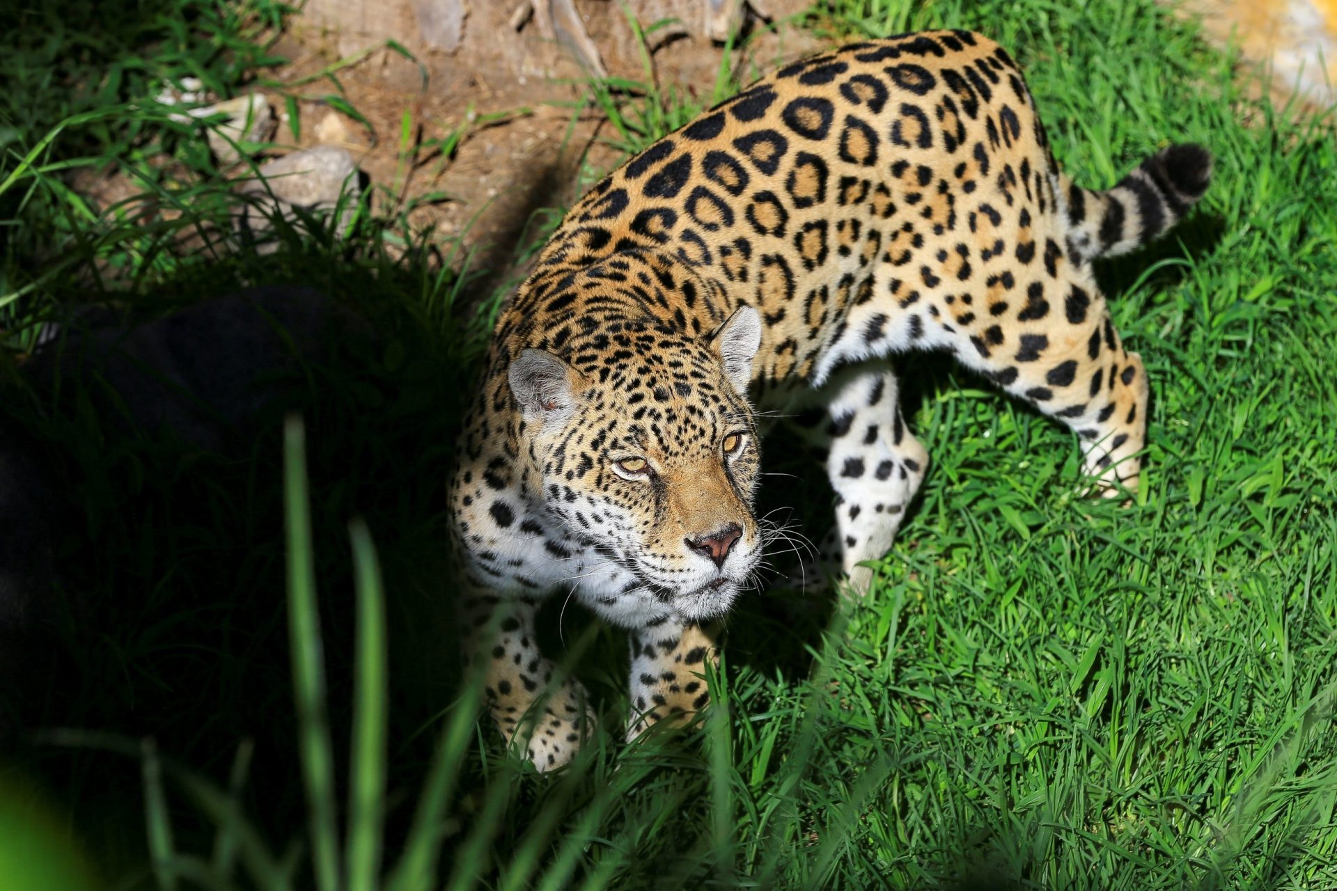 Jaguar. Archivo EFE/Jose Jacome