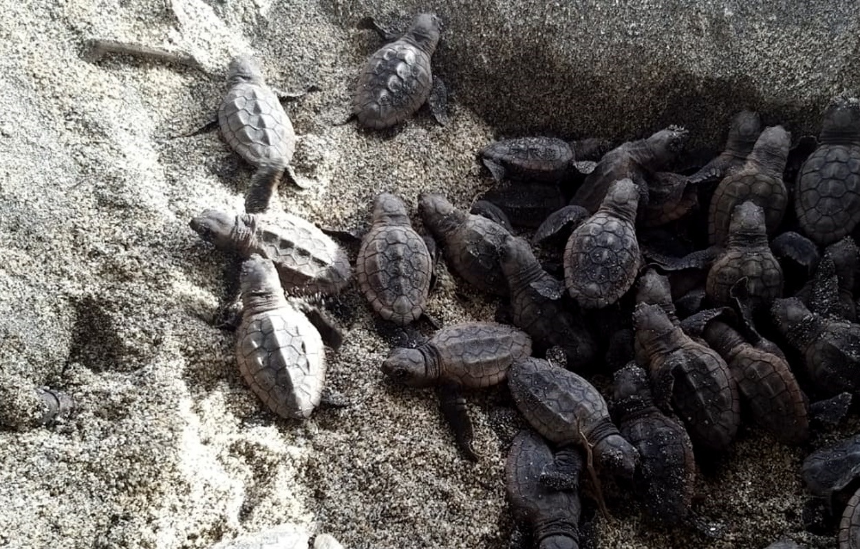 tortugas bobas parque tayrona