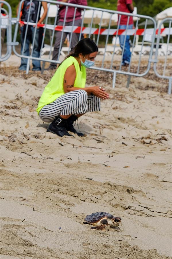 tortuga boba suelta