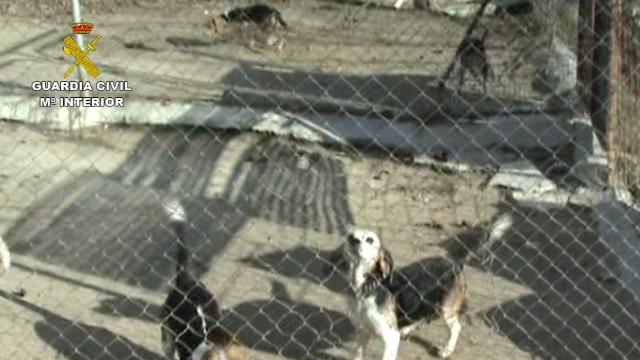 2017-01-03_Incautacion_Perros_Madrid_04