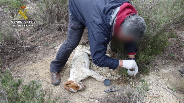 El Seprona de la Guardia Civil investiga a 28 personas por el uso de cepos ilegales y cebos envenenados en animales y ha localizado 120 ejemplares muertos