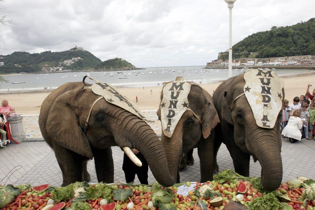 Elefantes del Circo Mundial en la playa de La Concha (San Sebastián). EFE/Gorka Estrada