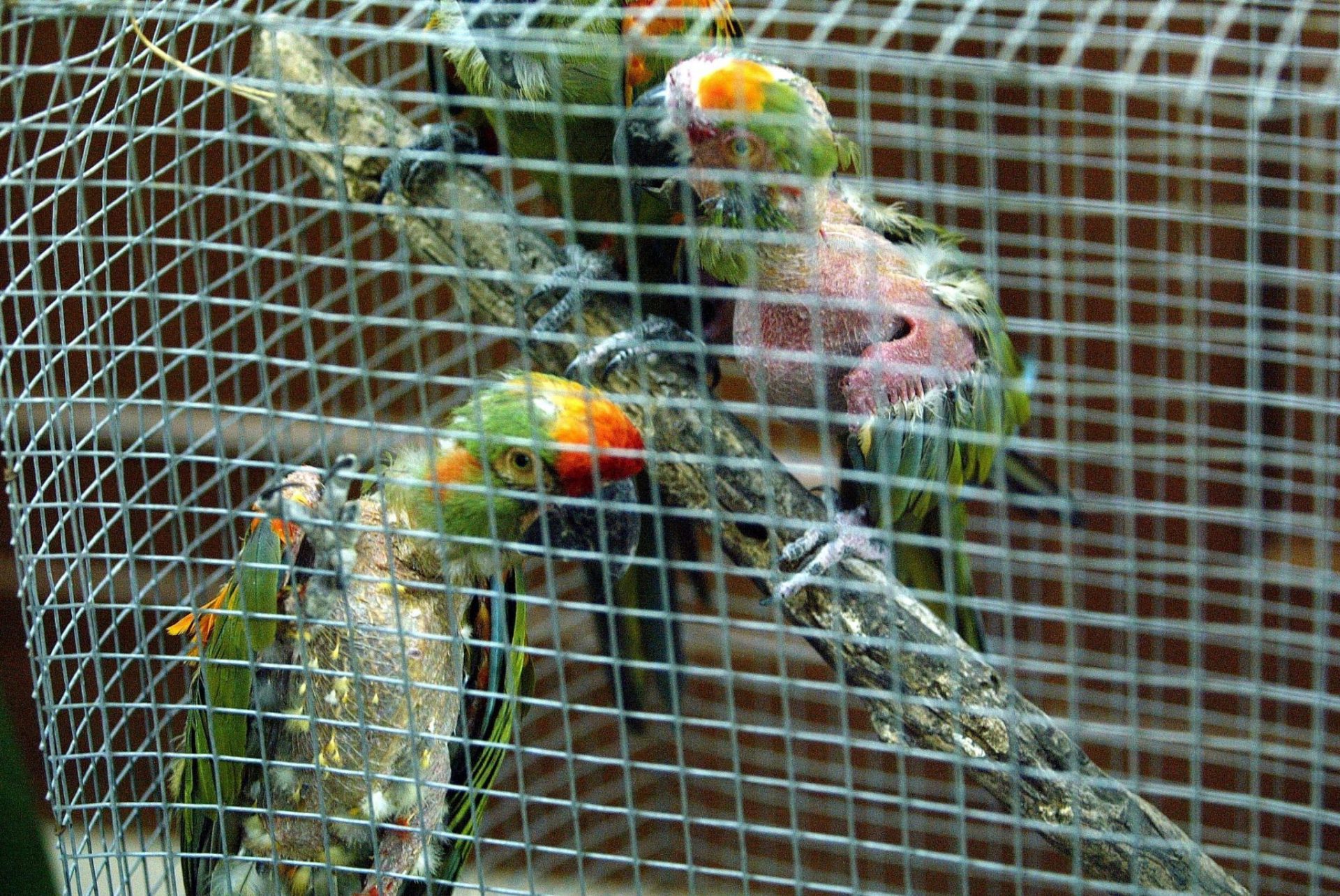 Comercio aves exóticas