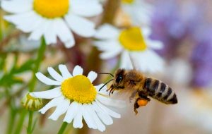 La abeja de la miel británica, una de las especies de abejas más comunes en el Reino Unido, se encuentra al borde de la extinción a causa del cambio climático y los pesticidas, según un estudio científico. En la foto de archivo, una abeja en una flor. EFE/Patrick Pleul