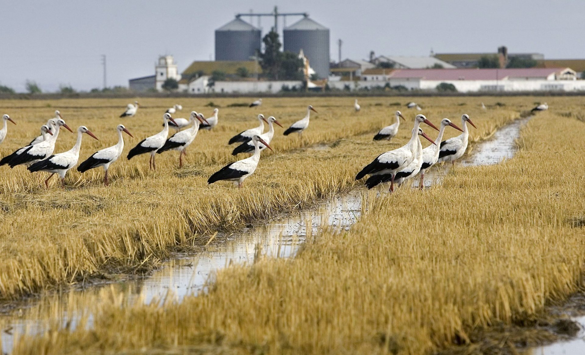 Una bandada de cigüeñas descansa en los campos de arroz de Isla Mayor (Sevilla). Foto:  EFE/José Manuel Vidal.