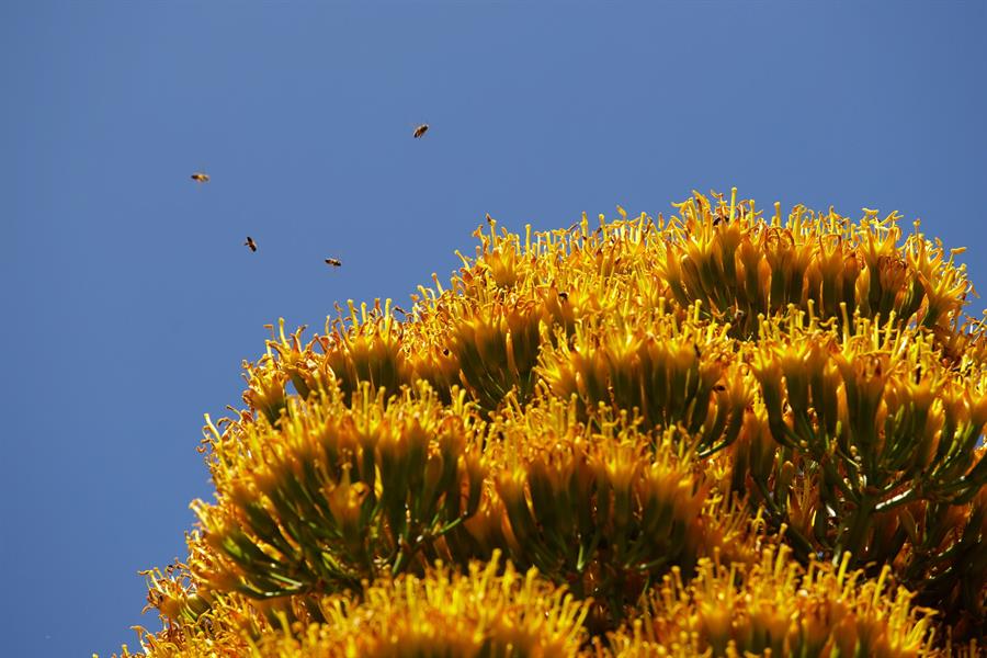 El agave caribeño gigante es una especie que solo florece una vez durante su vida. EFE/Ramón de la Rocha