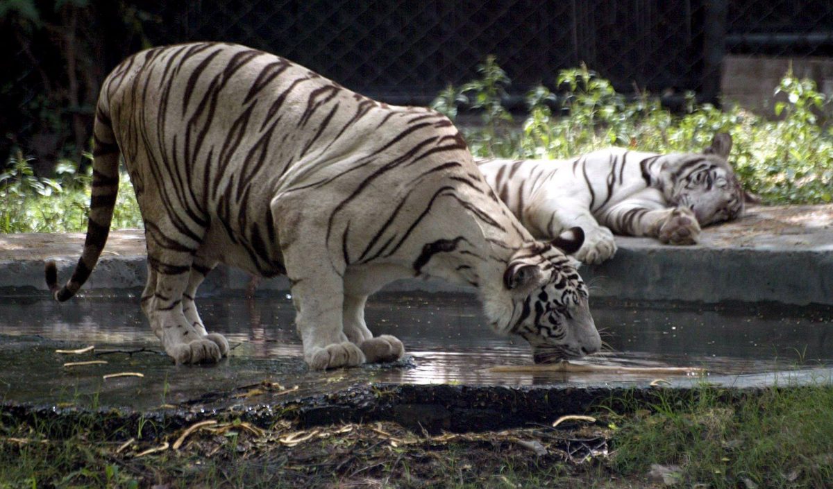 Tigres blancos India