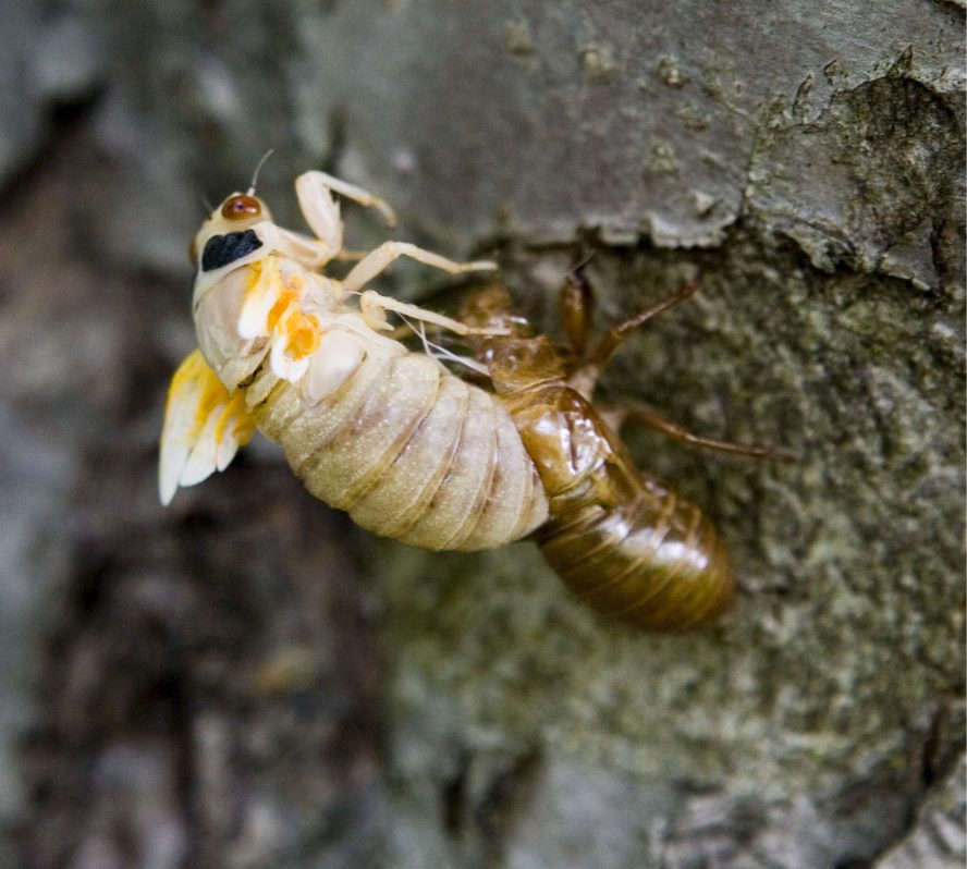 CIGARRAS ÁRBOL