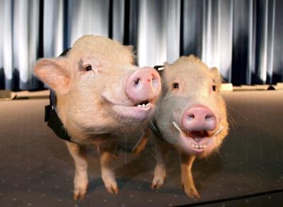 Foto de archivo de los los cerdos Moritz (d) y Smarty (i) posando en el escenario del teatro y cine Alhambra de Berlín, . EFE/Stephanie Pilick