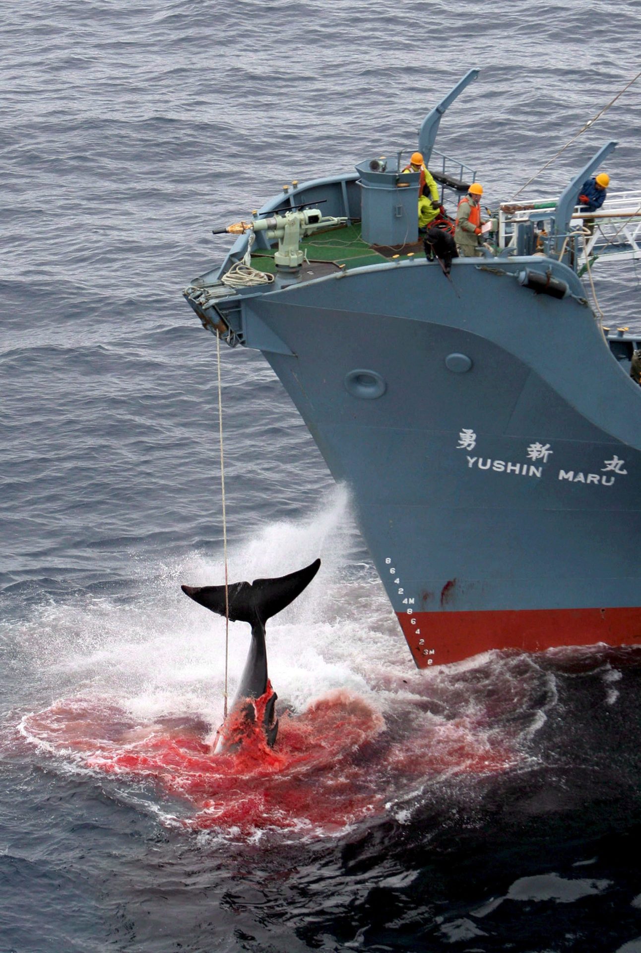 Imagen facilitada por Greenpeace del pesquero japonés "Nisshin Maru" tras herir con un arpón a una ballena en el sur del Océano Atlántico. EFE/Kate Davison