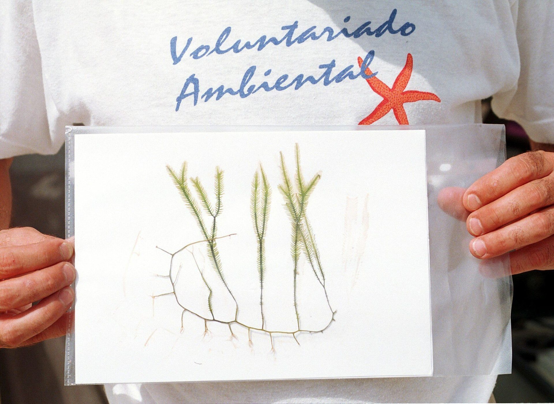 Un voluntario ambiental muestra a la cámara un dibujo de la "Caulerpa taxifolia" un alga invasora del Mediterráneo