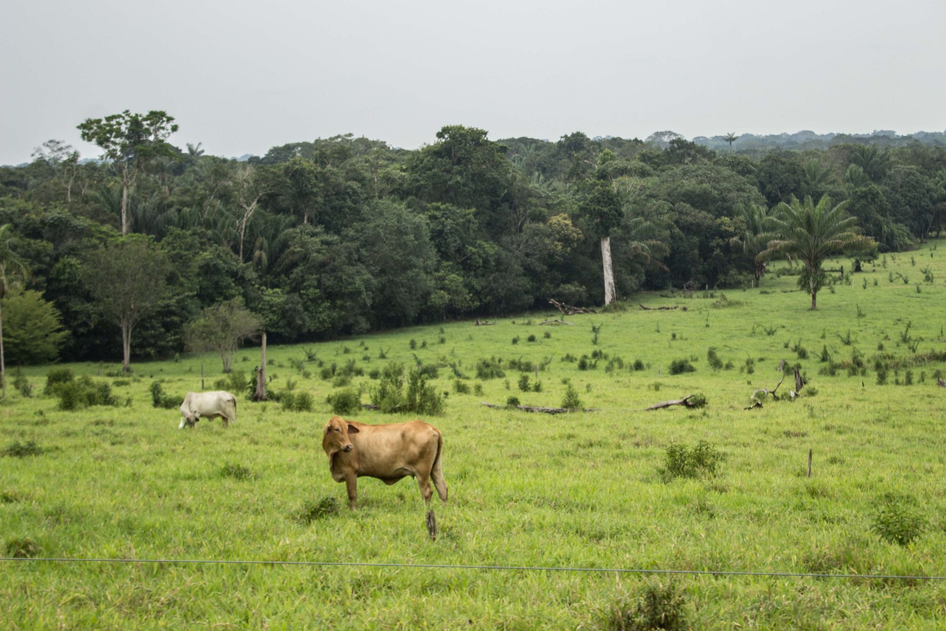 La deforestación con propósitos de ganadería en el PNN Cordillera de los Picachos se ha concentrado en el costado sur oriental del parque, donde se encuentra la entrada a las llanuras del Tinigua. Foto: Rutas del Conflicto.
