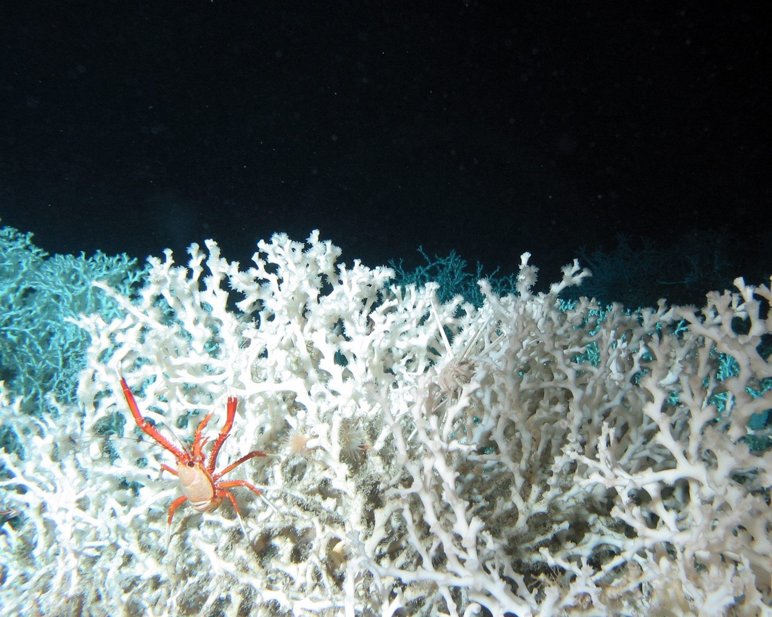 Crab (Eumunida Picta) in thickets of the Deep Sea coral species Lophelia Pertusa. Copyright: "Brook at. al, NOAA OE 2005 / Marine Photobank