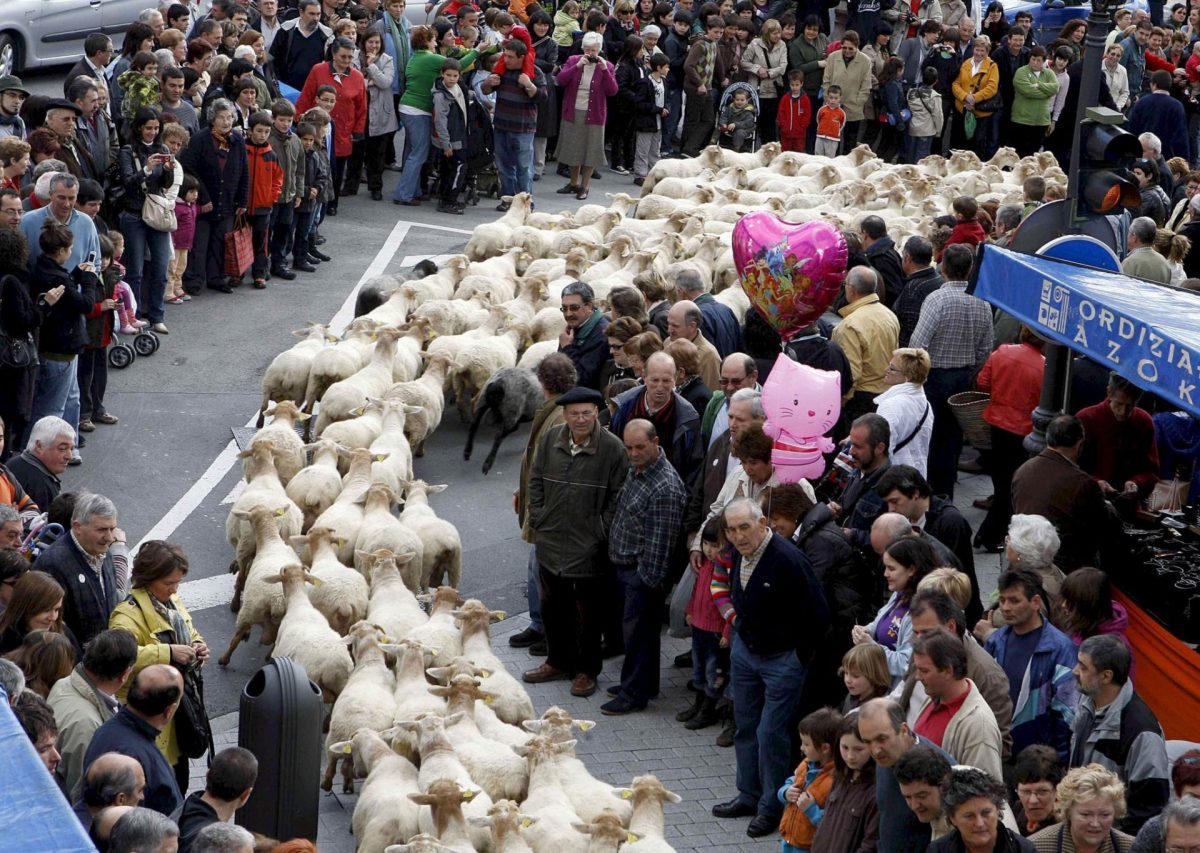 Ordizia celebra Día del Pastor con trashumancia de más de 2.000 ovejas