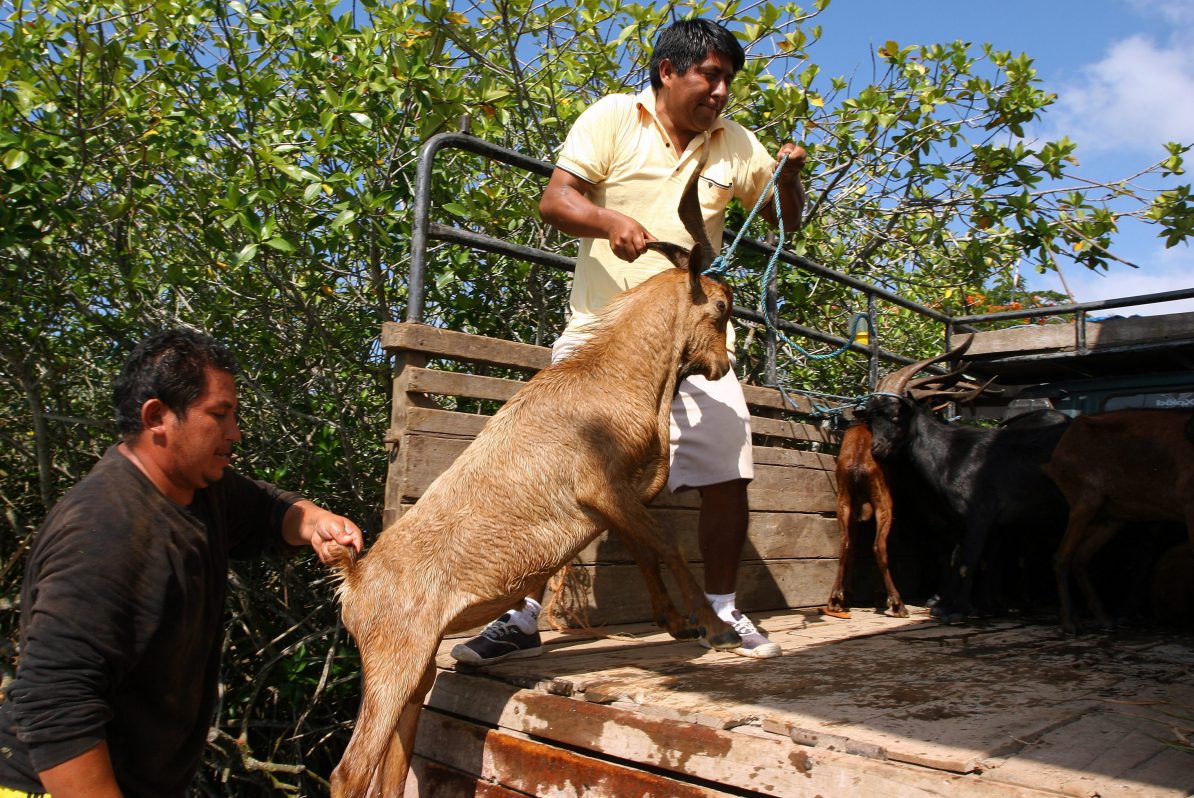 ESPECIES INVASORAS GALÁPAGOS