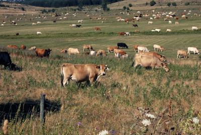 Vacas pastando en los alrededores de Tamajón, en la provincia de Guadalajara. EFE/ J. Benet