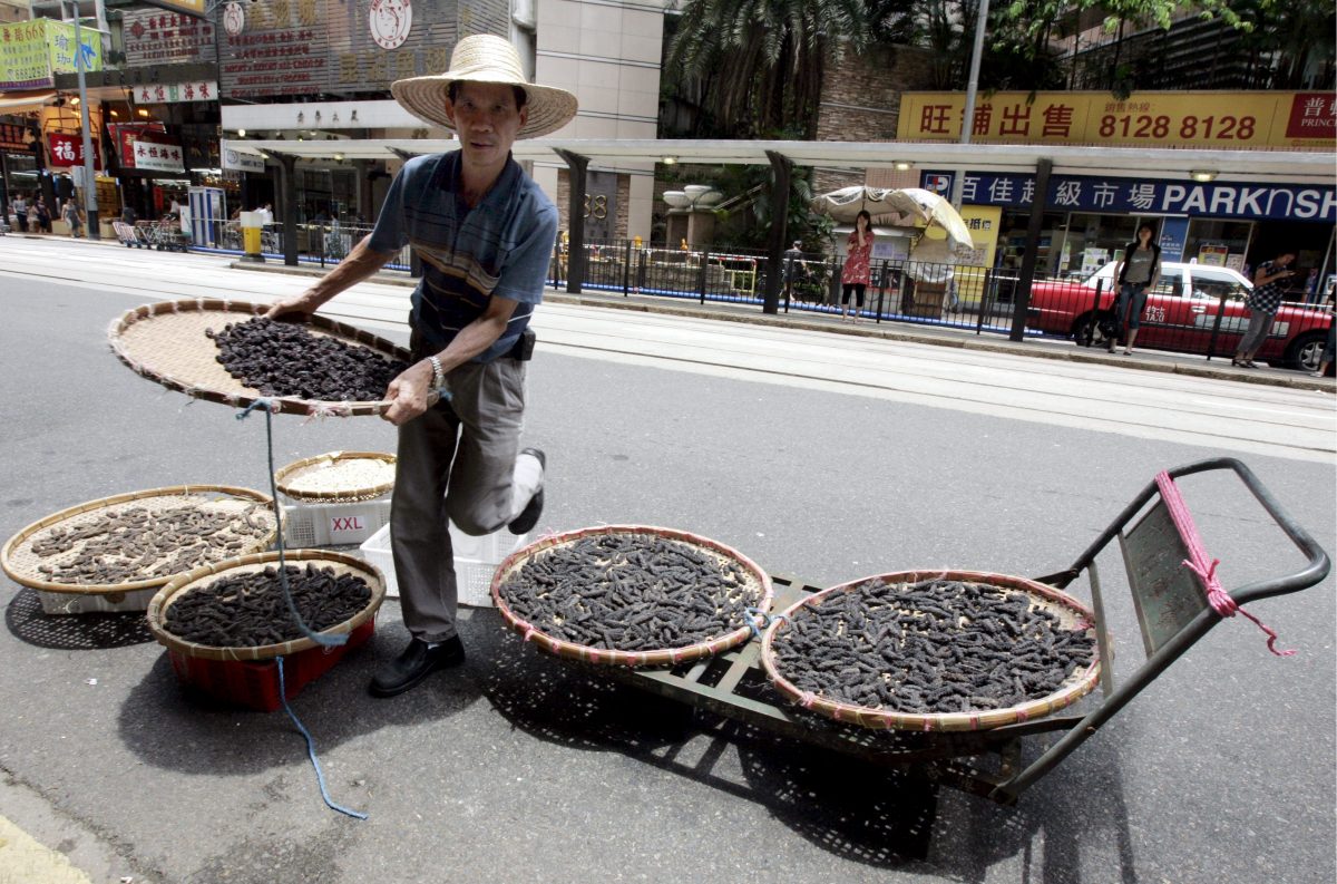 PEPINOS DE MAR
