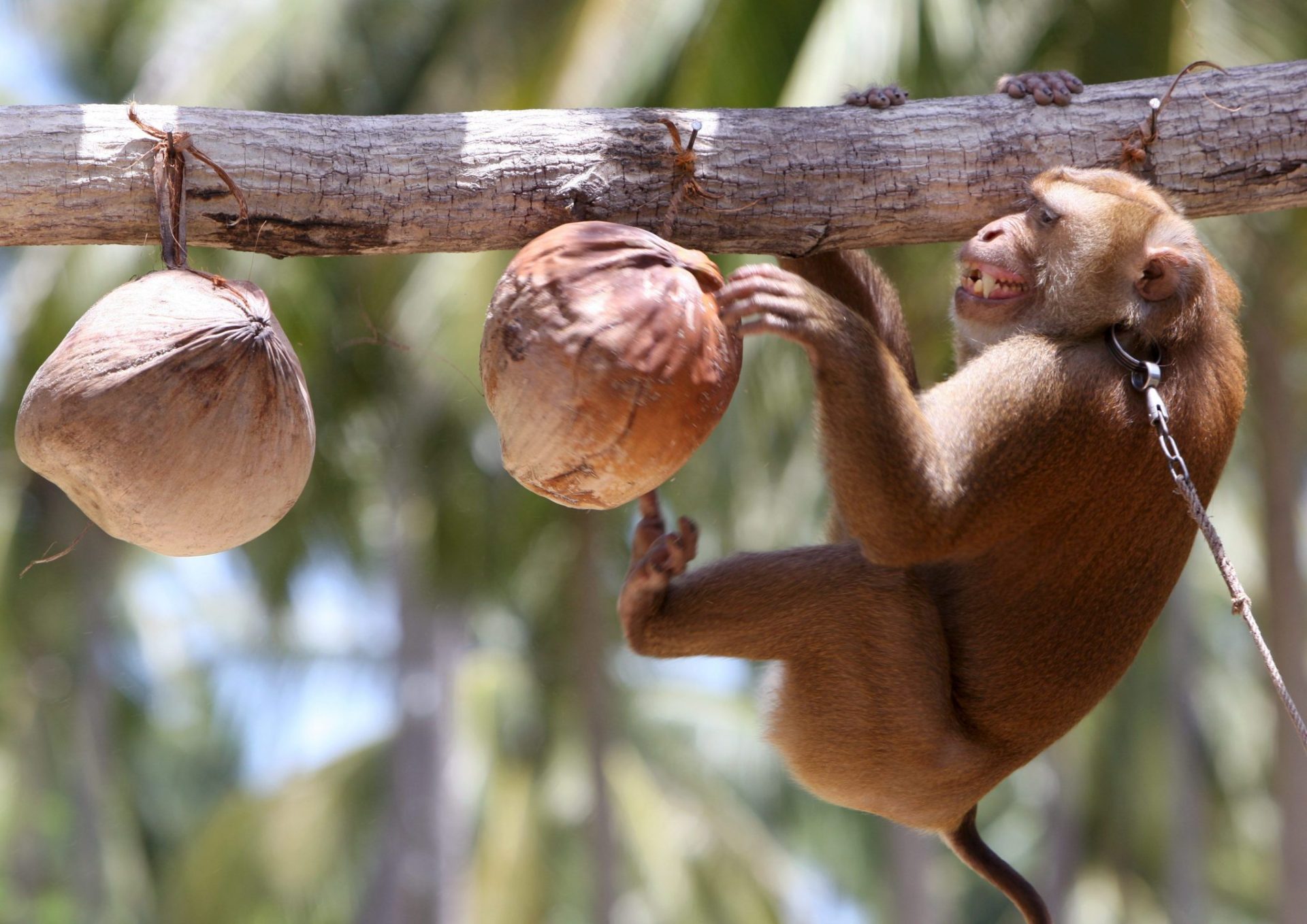 RUN48 SAMUI (TAILANDIA) 06/08/09.- Kai Lek, una mona de 7 años, se entrena en la práctica de recolectar cocos en el Teatro de Monos de la isla de Samui, sur de Tailandia, hoy jueves 6 de agosto. El Teatro de Monos es una atracción turística popular que exhibe a pequeños monos entrenados para representar varios espectáculos como tocar la guitarra o una demostración de recolección de cocos. Samui está llena de cocoteros y los residentes entrenan a sus monos para ayudarles en sus plantaciones de cocos. EFE/Rungroj Yongrit