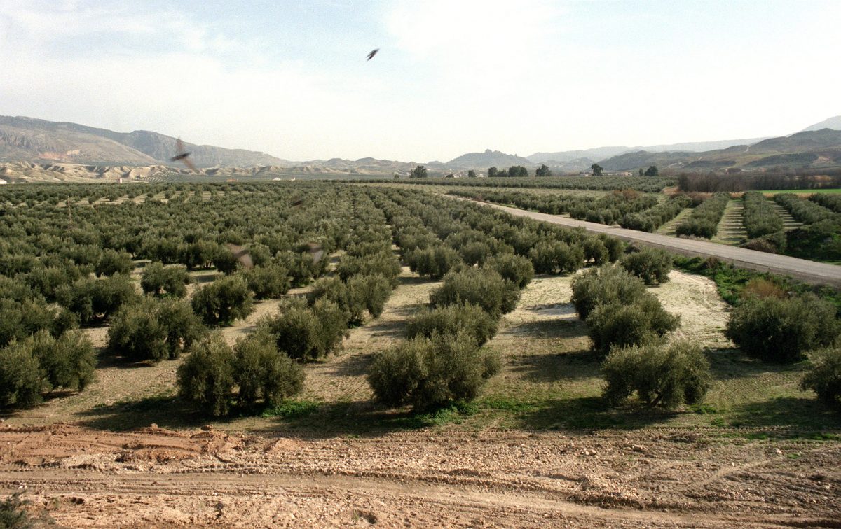 Olivares de Jaén
