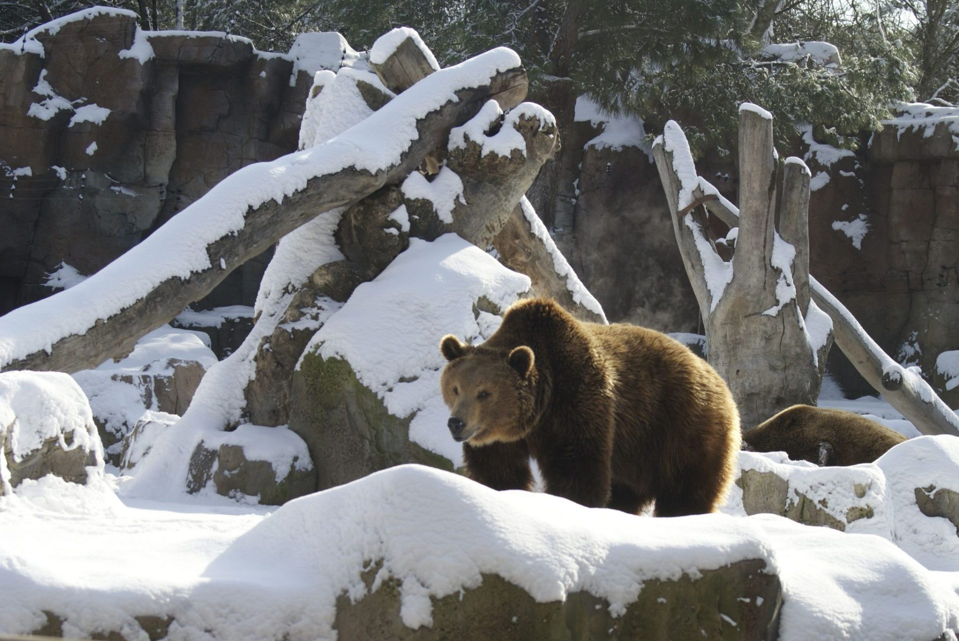 MD91. MADRID, 11/01/2010.- Un oso pardo pardo pasea por su recinto cubierto de nieve en el Zoo de la capital, en una mañana soleada tras un fin de semana de frío y nevadas. EFE