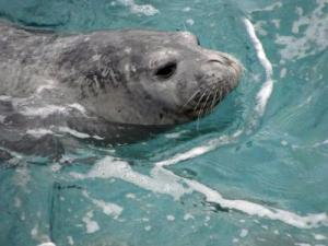 Para alegría de biólogos, ecologistas y amantes de la naturaleza, la foca monje del Mediterráneo (Monachus monachus), uno de los diez mamíferos más amenazados en el mundo, ha "regresado" al mar Adriático. Después de 15 años de observación en el mar Adriático y de concienciar a la población sobre lo gravemente amenazada que está la especie, han reunido datos, incluidas fotos y grabaciones, de una serie de avistamientos del animal que, según aseguran, prueban de que el mamífero definitivamente habita en el Adriático croata. En la imagen, un ejemplar de foca monje. EFE